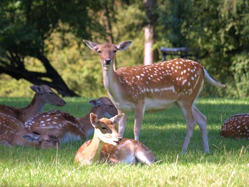A beautiful shot of a herd of fallow deer resting in the shadow on a hot sunny day