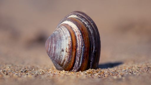 A closeup shot of seashell on sand