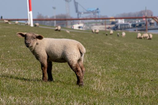 A cute little lamb in a grazing land