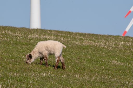 A cute little lamb grazing in a field