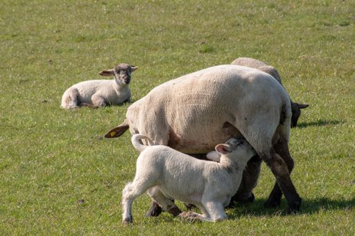 A beautiful shot of a little cute lambs drinking milk from the sheep