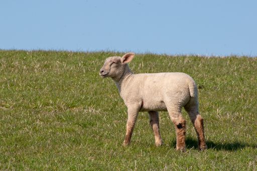 A beautiful shot of a little cute lamb with a smiley face in a grazing land