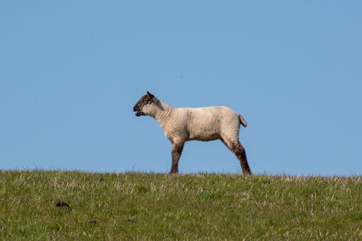 Little cute bleating lamb in a grazing field