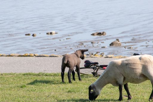 An eye-level shot of a lamb next to a bicycle on the seashore