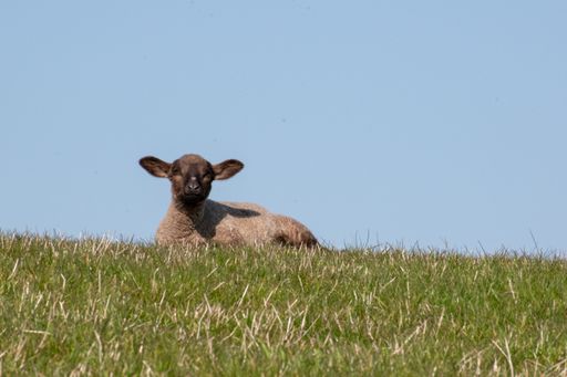 A little cute lamb is lying in a grazing field under a blue clear sky