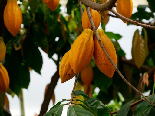 A shot of unripe cocoa beans on a tree
