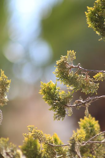 A vertical selective focus shot of a pine tree branch under the sun light