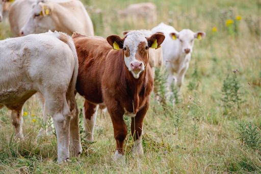 A closeup shot of cows grazing in a pasture