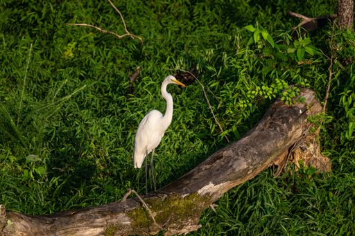 A closeup of an Eastern great egret perched on a tree in a field under the sunlight