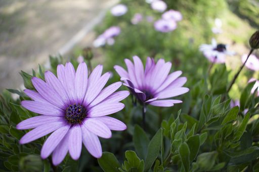 A closeup shot of beautiful African daisies