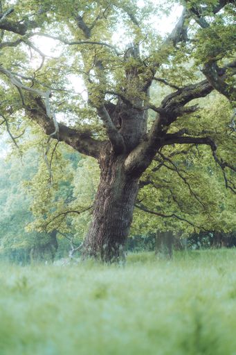 An old big tree in a green forest