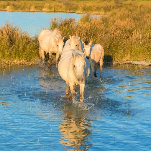 Horses running in the water, beautiful wild horses in Camargue