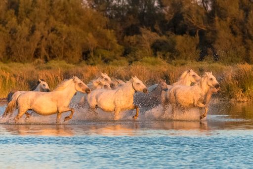 Horses running in the water, beautiful wild horses in Camargue