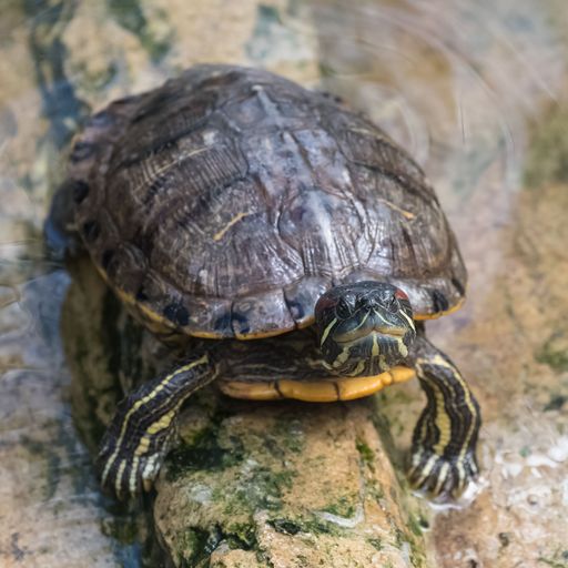 A red eared slider turtles in the pond