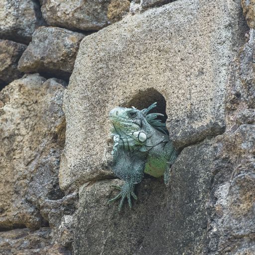 A closeup of an iguana hiding in a small rocky cave