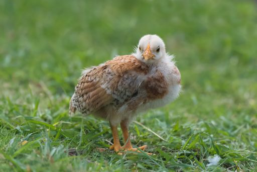 Yellow chick, baby chicken standing on the grass