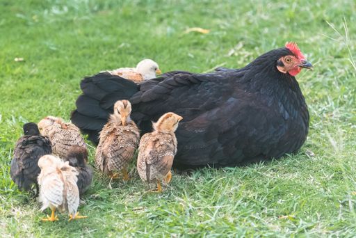Yellow chick, baby chicken standing on the grass