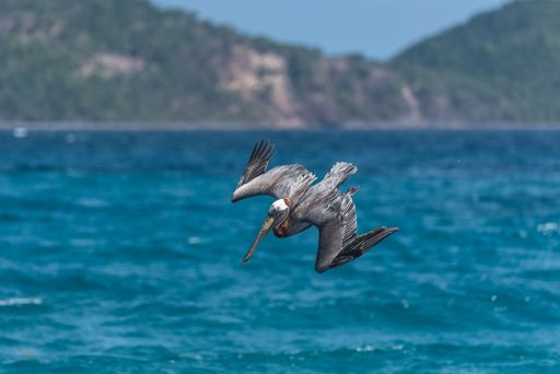 Brown pelican, bird who flies in dive towards the sea to catch fish