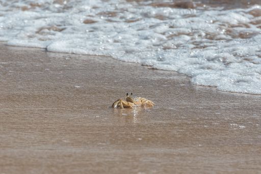 Small crab on the shore, flow and ebb of the sea, Guadeloupe