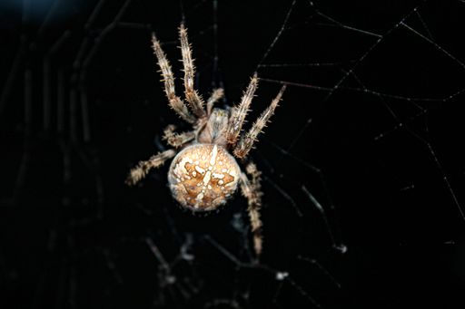 A macro shot of a European garden spider handing on a spider web on a dark background