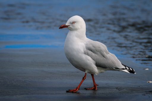 A white seagull standing on wet ground and looking towards
