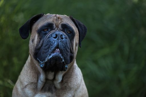 A closeup portrait of bullmastiff head on a blurred green background