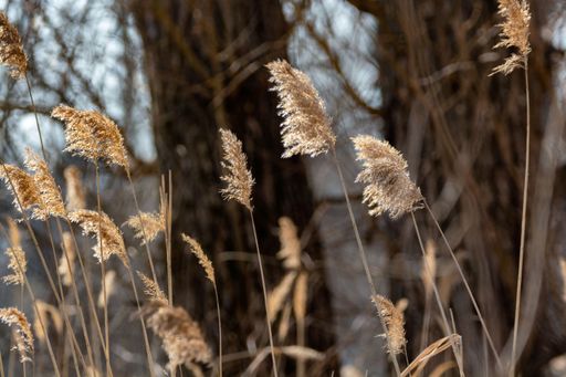 A closeup shot of brown reeds blowing in the wind on a field