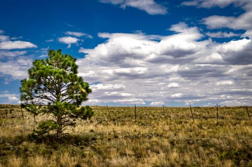 A landscape view of the field with dried grass and a lush tree against a clouded sky in Flagstaff, Arizona