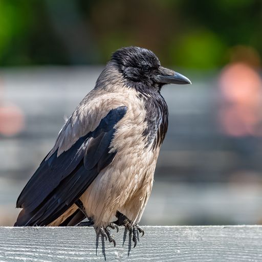 A hooded Crow perching on a wooden picket