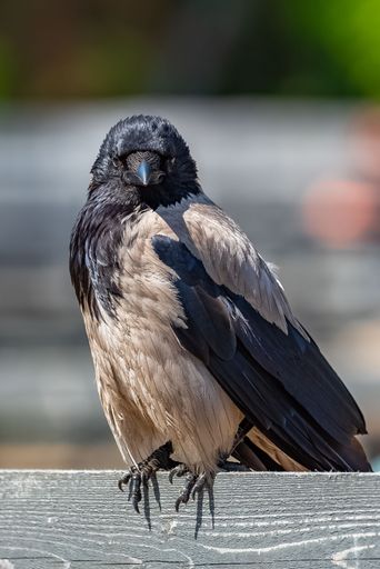 A hooded Crow perching on a wooden picket