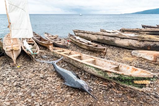 Sao Tome, traditional wooden dugouts on the beach in a fishermen's village, with a freshly fished swordfish