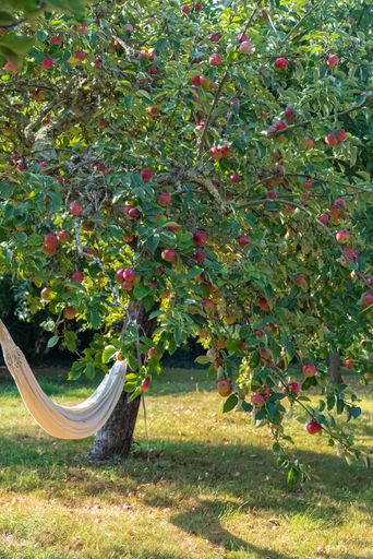 Hammock under an apple tree, in a garden in Brittany