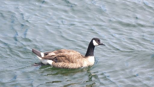 A Canada goose swimming in the water