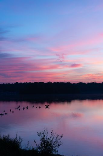A vertical shot of the silhouettes of ducks on a calm lake during a pink sunset