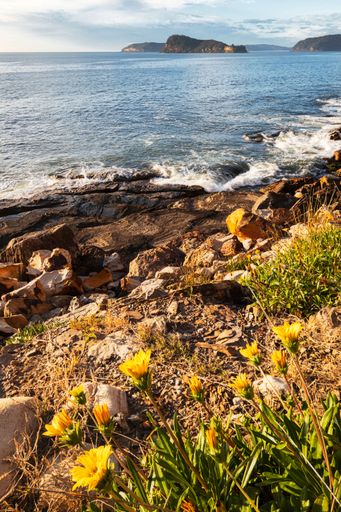 A vertical shot near yellow flowers at Umina Point on NSW Central Coast of Australia at sunrise