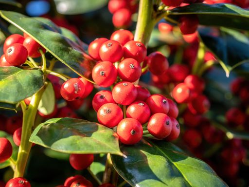 View of Chinese Holly (Ilex cornuta) red berries. Close up view.