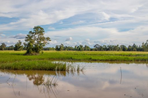 a beautiful landscape with rice fields and trees somewhere in Isaan in the east of Thailand Southeast Asia