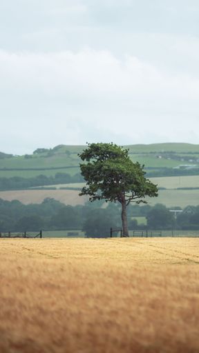 A vertical shot of a tree in a field under a cloudy sky.