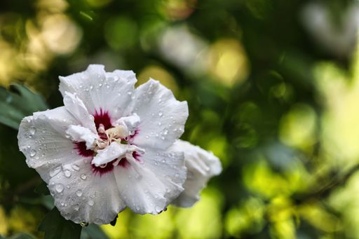 A closeup shot of white hibiscus captured in the garden with raindrops on its petals