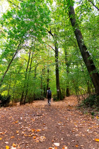 A vertical shot of a woman from behind walking in the forest between the green lush trees