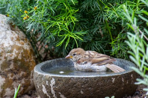 A closeup shot of a fluffy sparrow perched in a stone bath