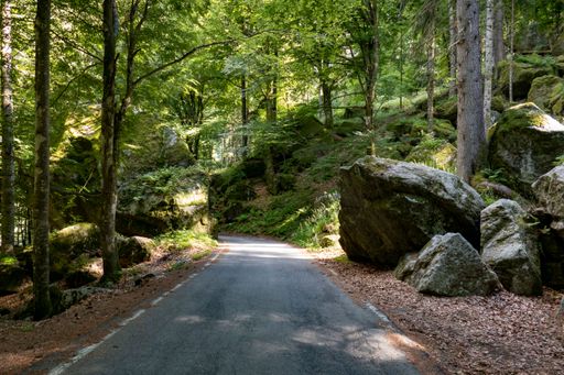 A narrow road between the forest with green lush trees
