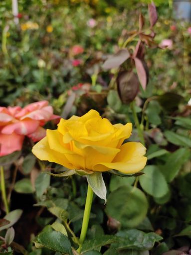 A closeup of a yellow rose in the garden, a vertical shot