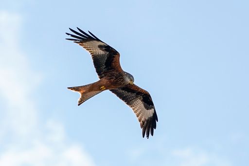 The Milana, is bigger than an eagle, even though they look very similar, they are easy to distinguish thanks to the size of the wings