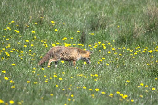 A cute little fox looking for food in a beautiful green field, surrounded by vibrant yellow flowers on a sunny day