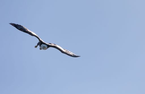 A beautiful shot of a bald eagle flying high in clear blue sky in bright sunlight