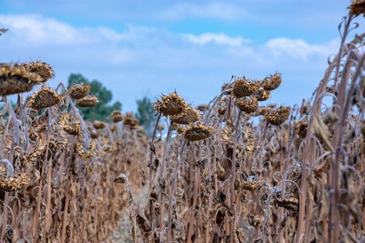 A Field of wilted dry sunflowers under a blue sky