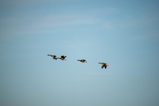 A silhouette of a flock of birds flying in the cloudy sky