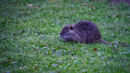 A gray nutria on the grass