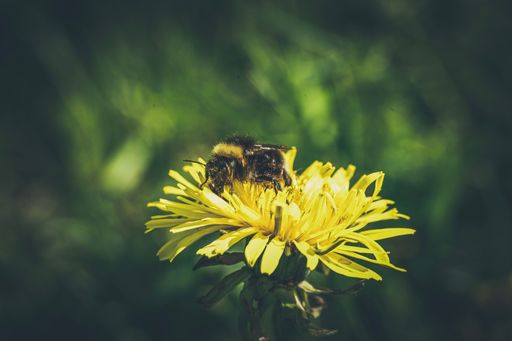 A close-up of a bee collecting nectar from a flower in a garden